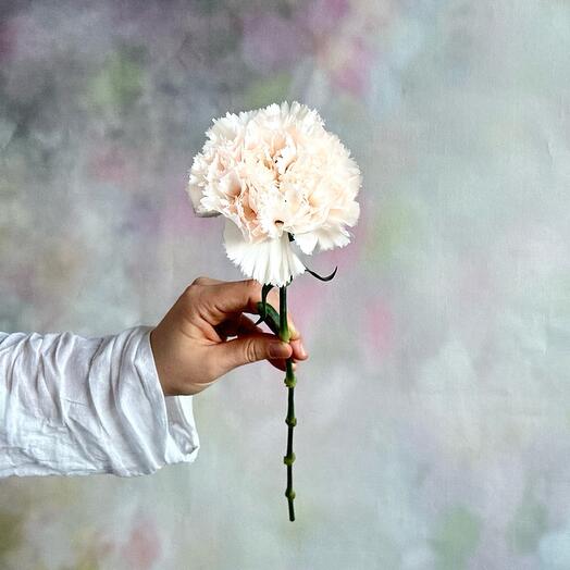 Гвоздика с оттенком заката