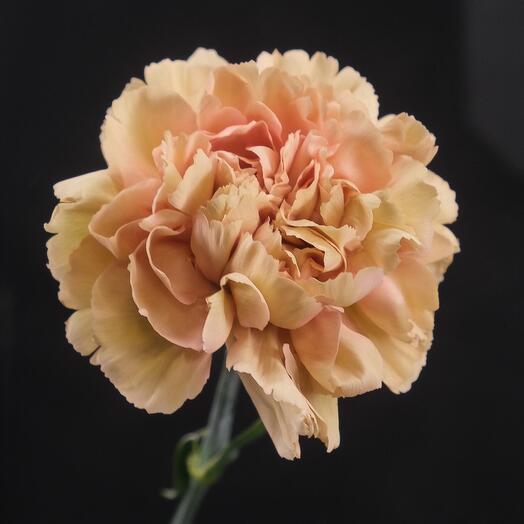 Карамельный диантус