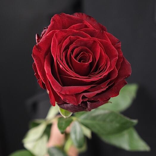Красная роза Эксплорер
