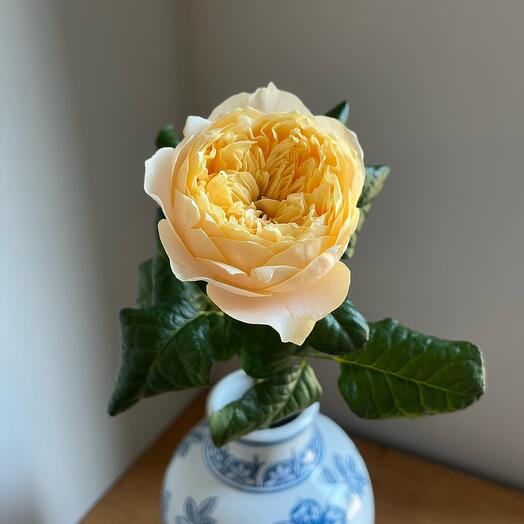 Роза пионовидная одноголовая желтая