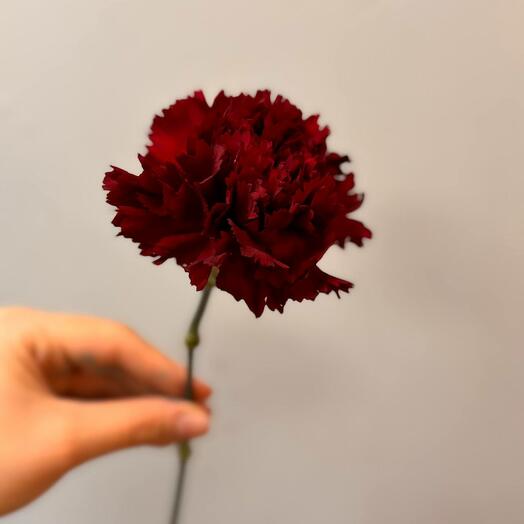 Бордовый диантус