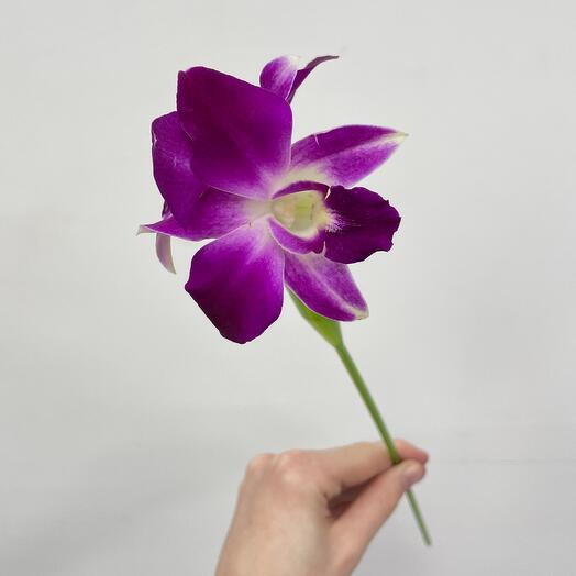 Орхидея дендробиум розовый(от 15 шт.)
