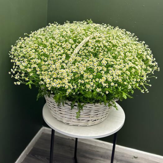Корзина с Ромашками