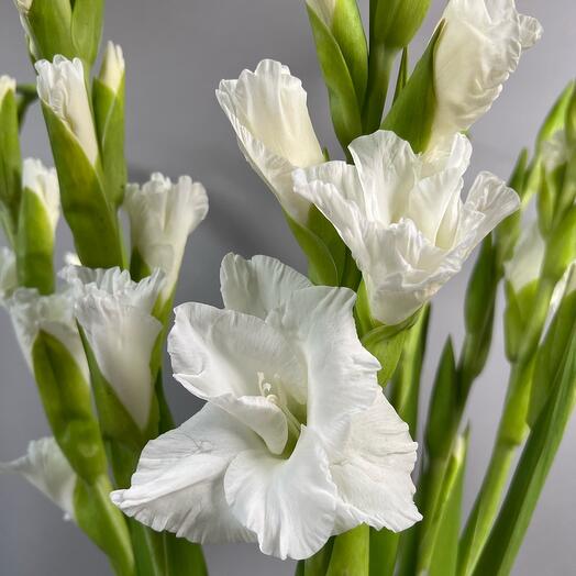 Gladioli white