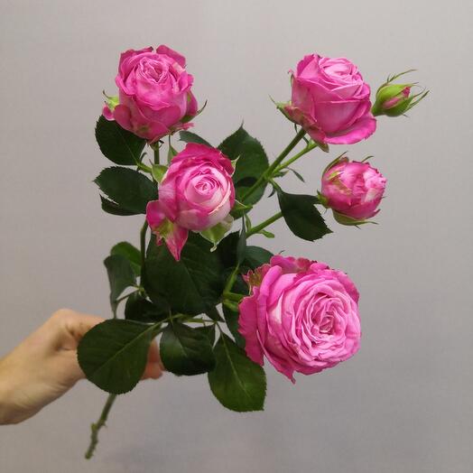 A bush rose is pionoid