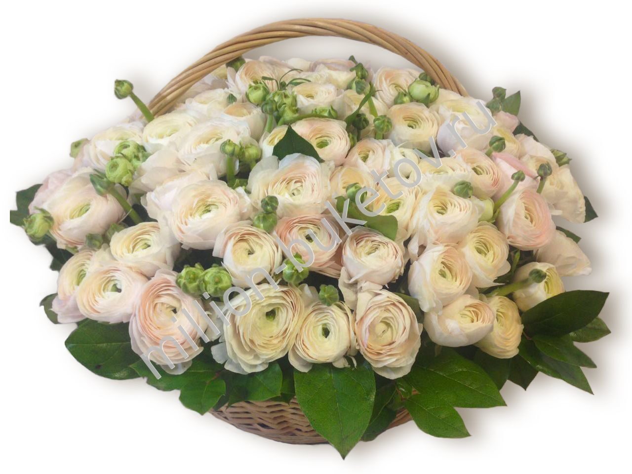 101 ранункулюс