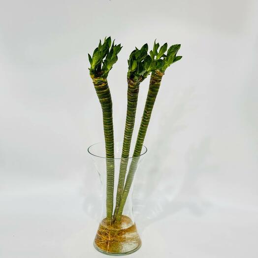 Лакки lucky бамбук 70 см в букете 3 шт