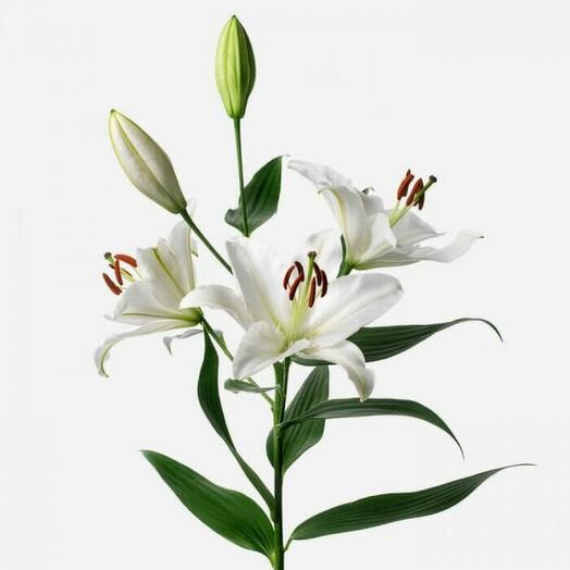 Lily is a white branch