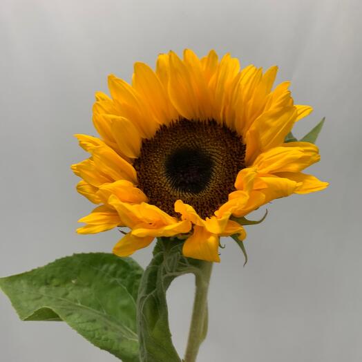 The sunflower is large