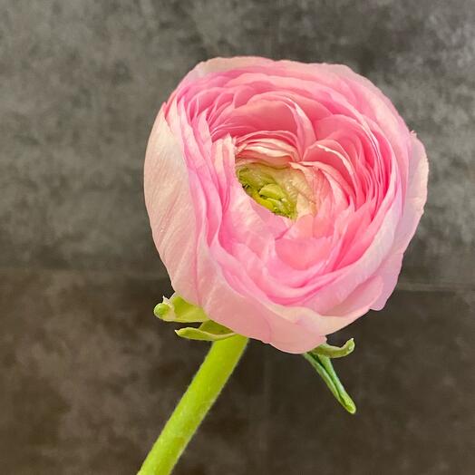 Ranunculus Clooney Confetto Italy