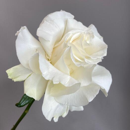 Белая французская Роза