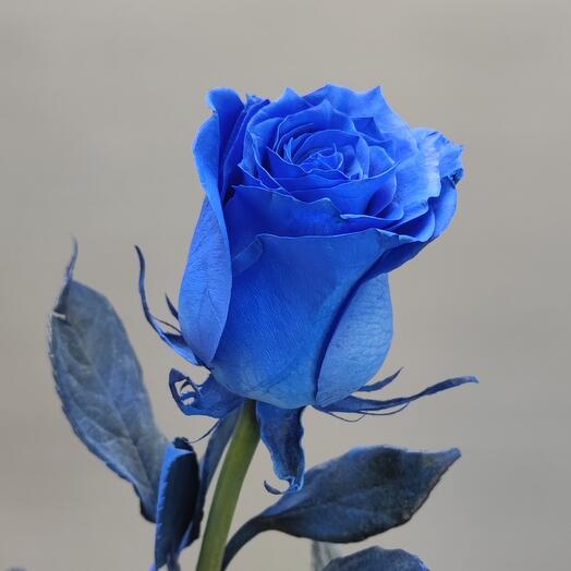 Синяя роза Эквадор