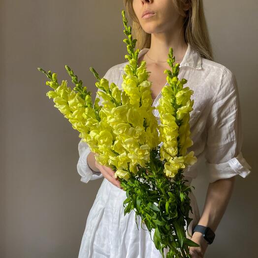 Львиный зев желтый