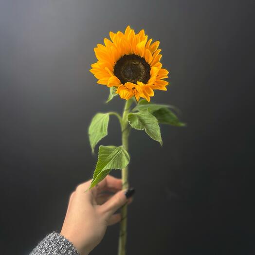 Sunflower on the little thing design for free