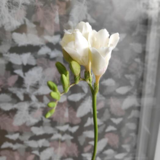 Fragrant white freesia