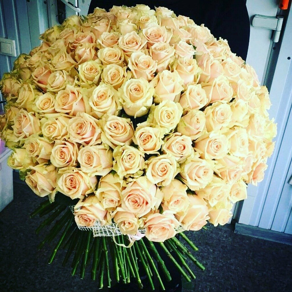 101 cream roses