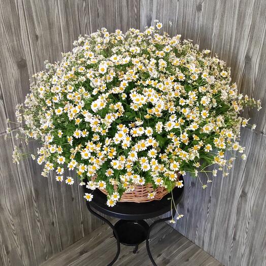 51 кустовая ромашка в корзине