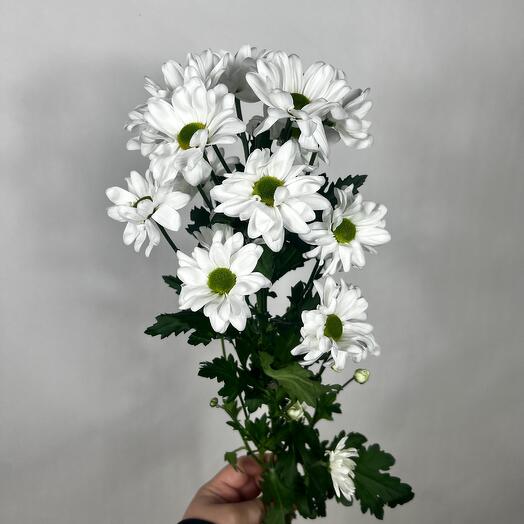 Кустовая хризантема ромашка сорта Бакарди