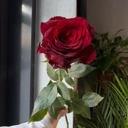 Роза красная