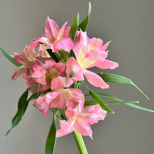 🦩 Alstromeria pink stable flower