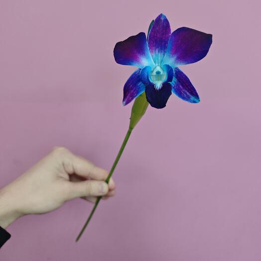 Orchid dendrobium blue (from 15 pcs.)