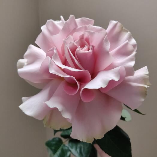 Your perfect French pink rose)