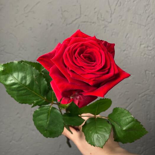 Ароматная роза , сорт Ред Наоми