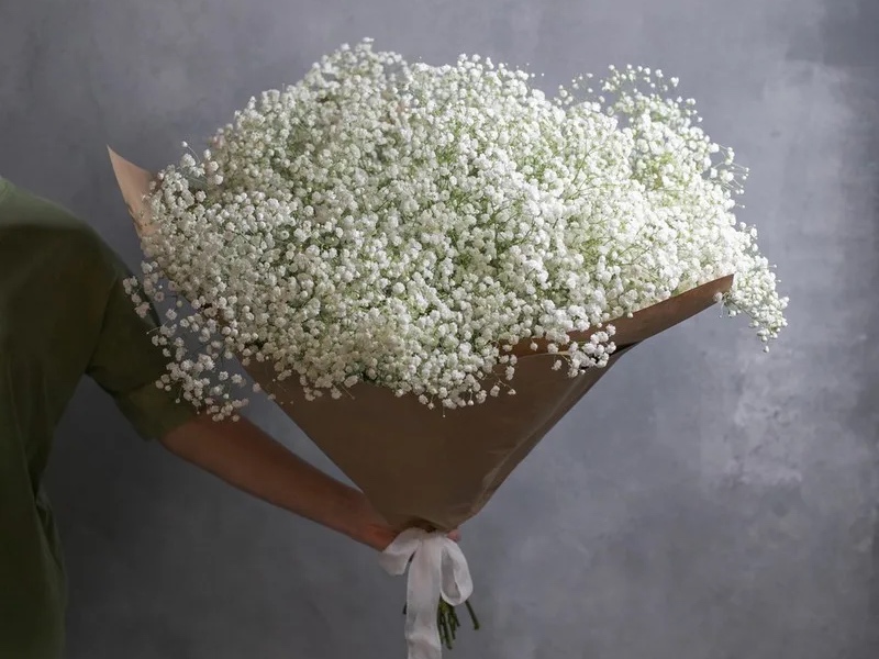15 gypsophila