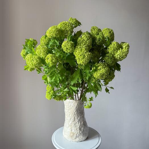 Viburnum for the interior