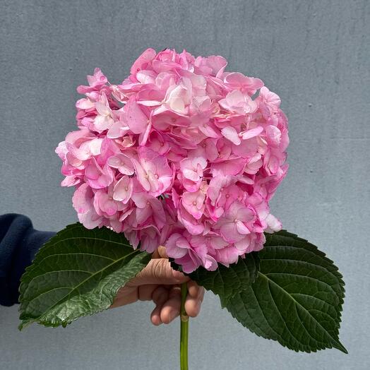 Hydrangea is pink