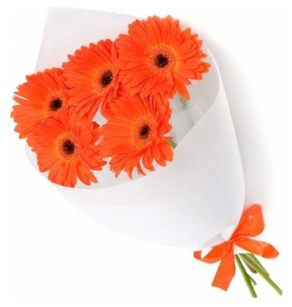 5 gerberas