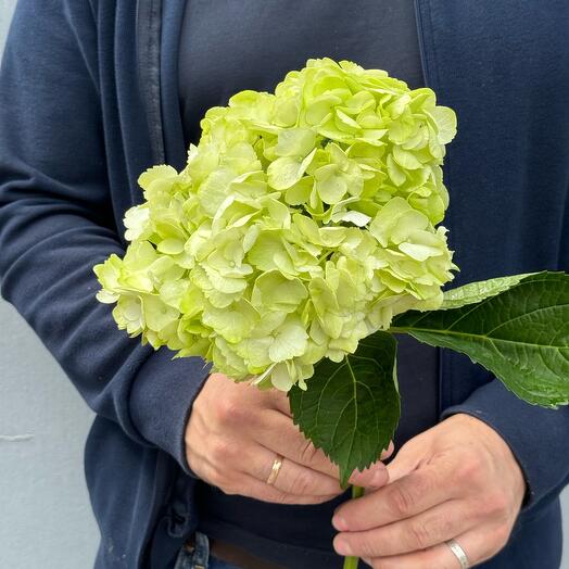 Гортензия лаймовая (зеленая)