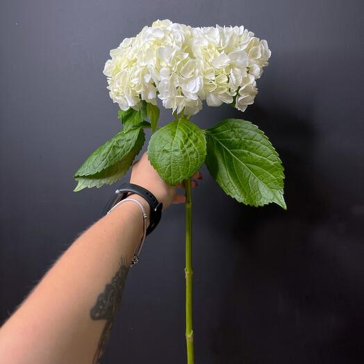 White Hydrangea Kenya 60cm