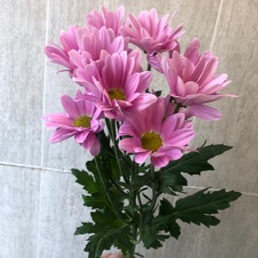 Хризантема и