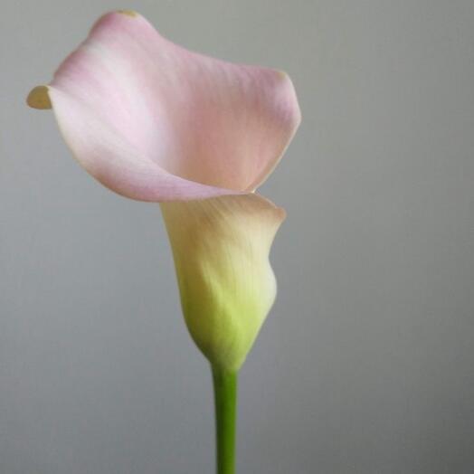 Pink Calls "Tropican"