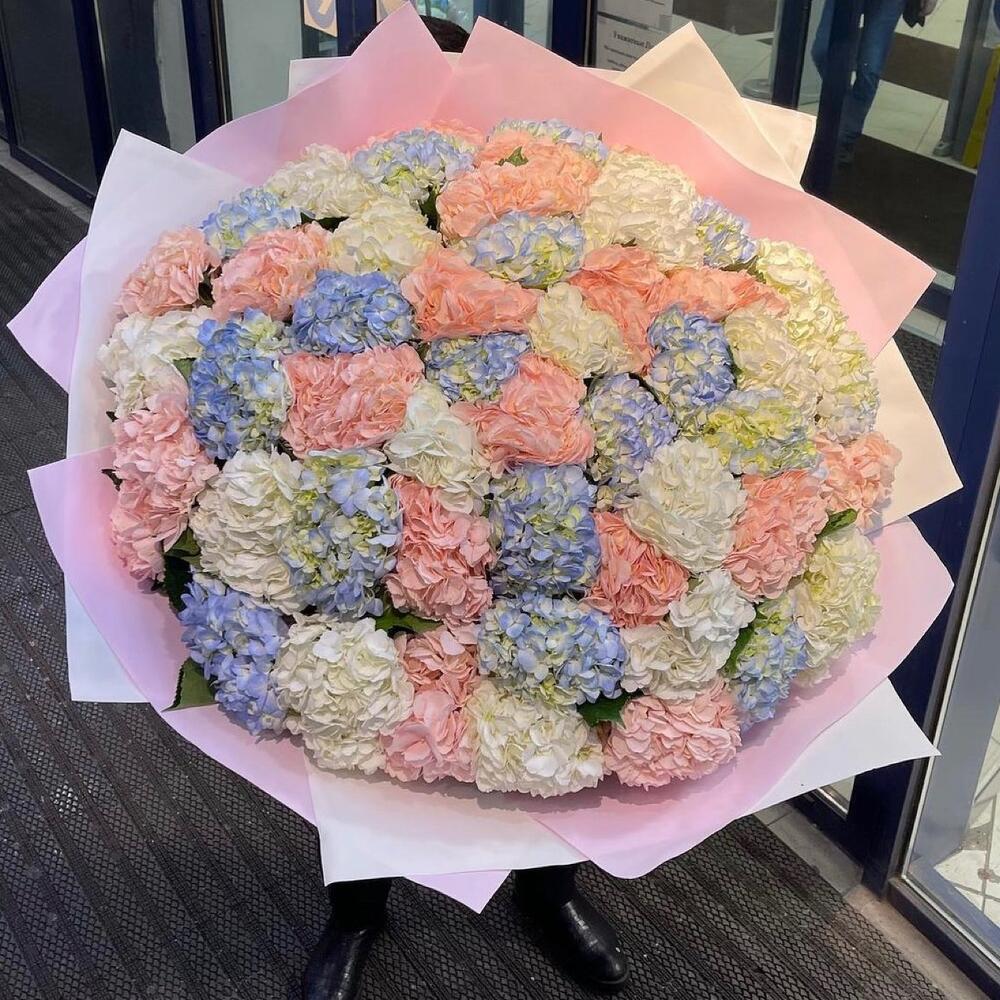 101 гортензия