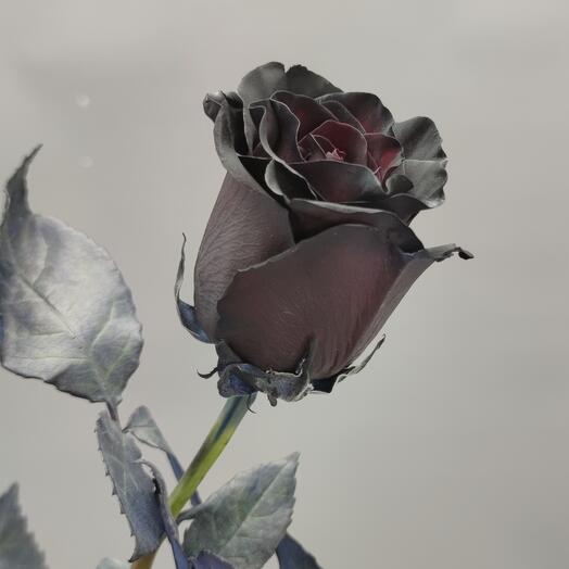 Black rose
