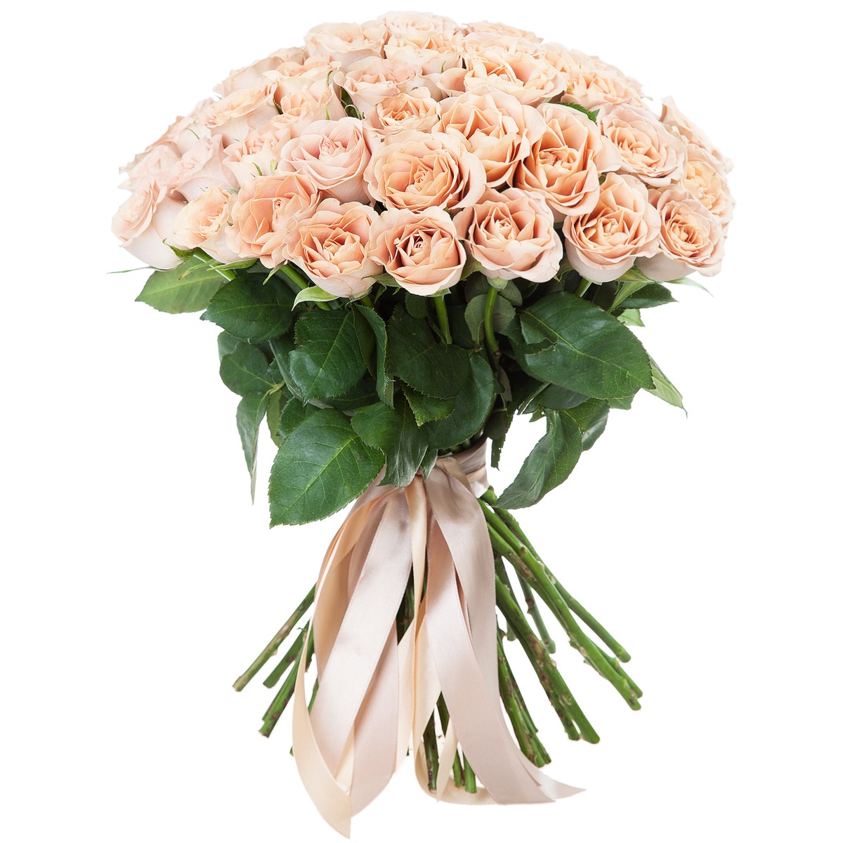 25 cream roses