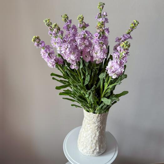 Lilac mattiol for the interior