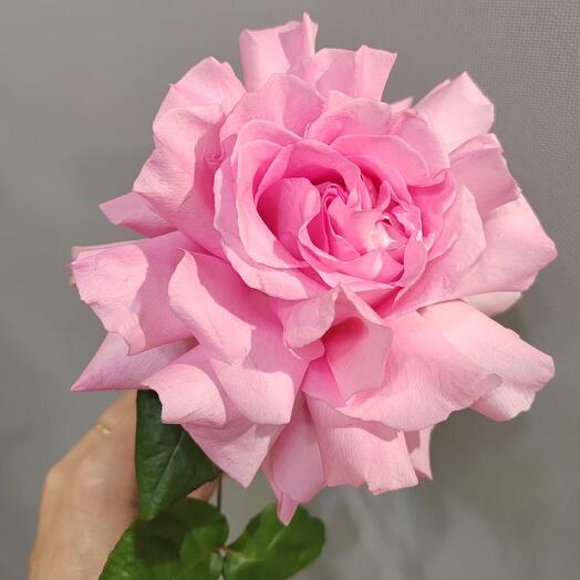 Крупная ФРАНЦУЗСКАЯ ароматная Роза 🥀