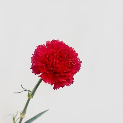 Carnation is red
