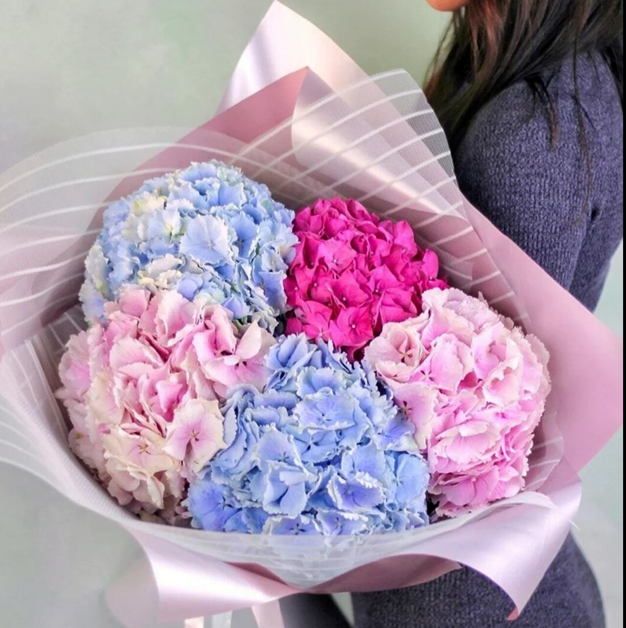 5 гортензия