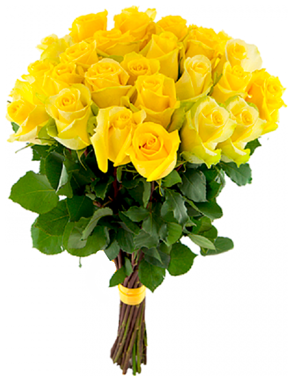 25 yellow roses