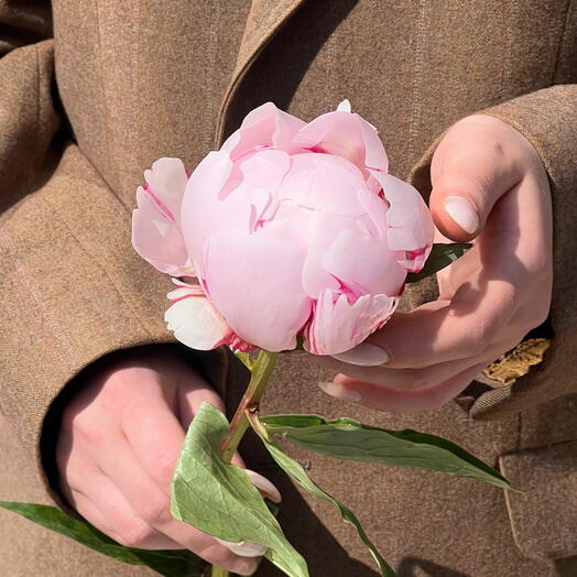 Пион Сара Бернар