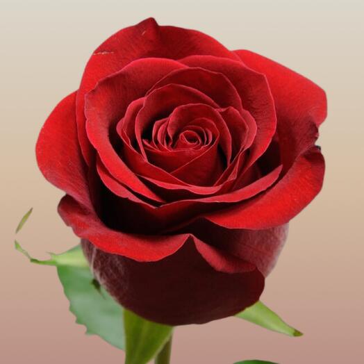 Роза Эквадор freedom 60 см